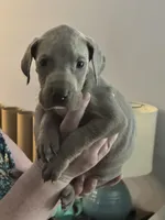 Superman, a male Great Dane for sale in Cleveland, TN – Photo 3 of 4