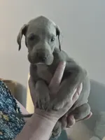 Superman, a male Great Dane for sale in Cleveland, TN – Photo 4 of 4