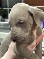 Superman, a male Great Dane for sale in Cleveland, TN – Photo 1 of 4