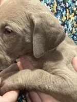 Superman, a male Great Dane for sale in Cleveland, TN – Photo 2 of 4