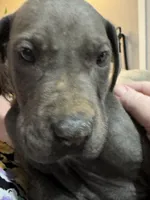 Blue, a male Great Dane for sale in Cleveland, TN – Photo 5 of 9