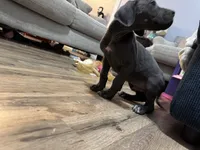 Blue, a male Great Dane for sale in Cleveland, TN – Photo 9 of 9