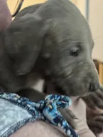 Blue, a male Great Dane for sale in Cleveland, TN – Photo 3 of 9