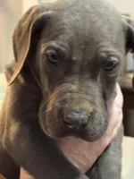 Blue, a male Great Dane for sale in Cleveland, TN – Photo 6 of 9