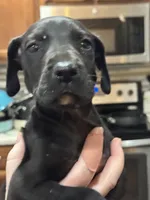 Lupin, a male Great Dane for sale in Cleveland, TN – Photo 1 of 4