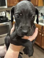 Lupin, a male Great Dane for sale in Cleveland, TN – Photo 4 of 4