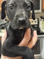 Lupin, a male Great Dane for sale in Cleveland, TN – Photo 2 of 4