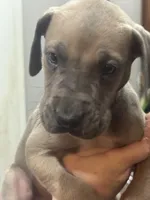 Finn, a male Great Dane for sale in Cleveland, TN – Photo 4 of 10