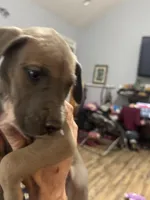 Finn, a male Great Dane for sale in Cleveland, TN – Photo 6 of 10