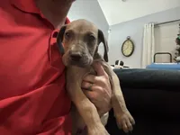 Finn, a male Great Dane for sale in Cleveland, TN – Photo 10 of 10