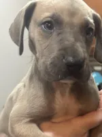 Finn, a male Great Dane for sale in Cleveland, TN – Photo 3 of 10