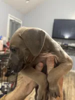 Finn, a male Great Dane for sale in Cleveland, TN – Photo 7 of 10