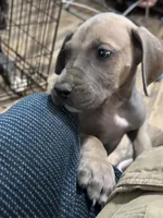 Finn, a male Great Dane for sale in Cleveland, TN – Photo 1 of 10