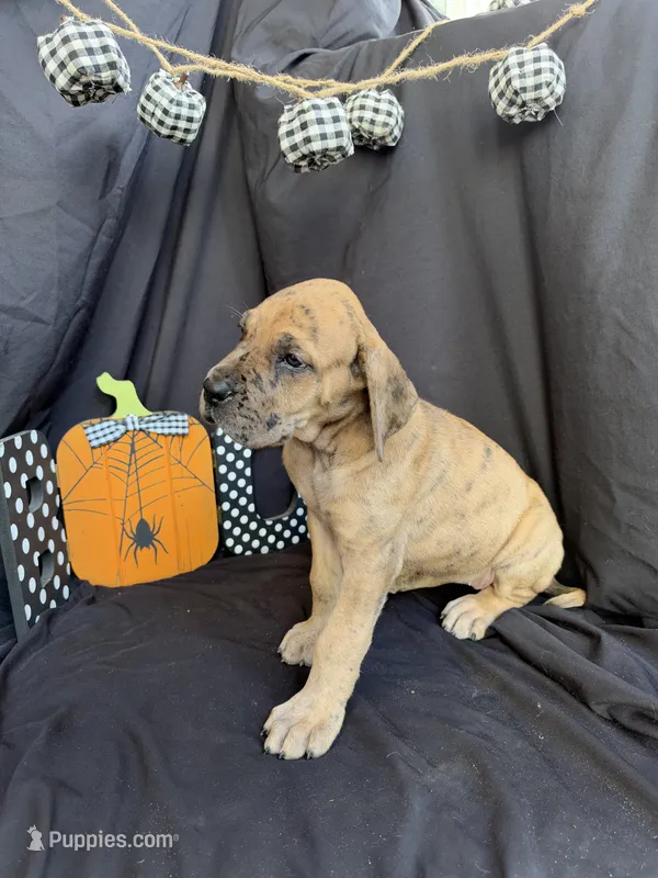 Ariel, a female Great Dane for sale in Hampstead, NC – 1 of 9