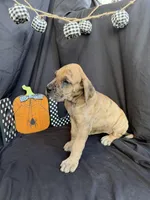 Ariel, a female Great Dane for sale in Hampstead, NC – 1 of 9