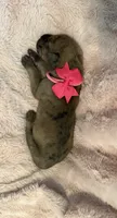 Ariel, a female Great Dane for sale in Hampstead, NC – 9 of 9