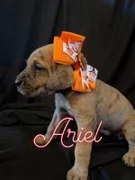 Ariel, a female Great Dane for sale in Hampstead, NC – 5 of 9