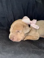Elsa, a female Great Dane for sale in Hampstead, NC – 6 of 8