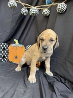 Ariel, a female Great Dane for sale in Hampstead, NC – 4 of 9