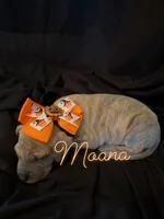 Moana, a female Great Dane for sale in Hampstead, NC – 4 of 9