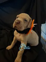 Elsa, a female Great Dane for sale in Hampstead, NC – 5 of 8