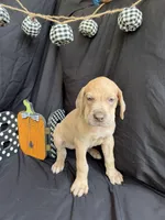 Elsa, a female Great Dane for sale in Hampstead, NC – 3 of 8