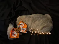 Moana, a female Great Dane for sale in Hampstead, NC – 5 of 9