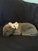 Cinderella, a female Great Dane for sale in Hampstead, NC – 8 of 10