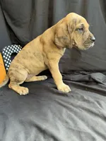 Ariel, a female Great Dane for sale in Hampstead, NC – 2 of 9