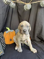 Moana, a female Great Dane for sale in Hampstead, NC – 2 of 9