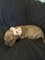 Ariel, a female Great Dane for sale in Hampstead, NC – 8 of 9