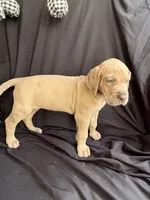 Elsa, a female Great Dane for sale in Hampstead, NC – 2 of 8