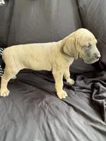 Cinderella, a female Great Dane for sale in Hampstead, NC – 4 of 10
