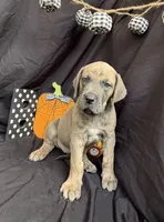 Cinderella, a female Great Dane for sale in Hampstead, NC – 2 of 10