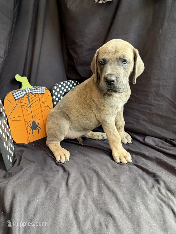 Cinderella, a female Great Dane for sale in Hampstead, NC – 1 of 10