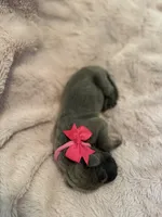 Cinderella, a female Great Dane for sale in Hampstead, NC – 10 of 10