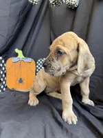 Ariel, a female Great Dane for sale in Hampstead, NC – 3 of 9