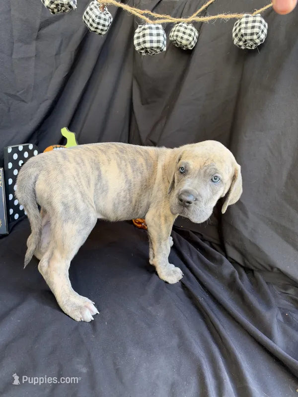 Moana, a female Great Dane for sale in Hampstead, NC – 1 of 9