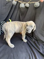 Moana, a female Great Dane for sale in Hampstead, NC – 1 of 9