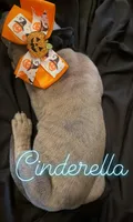 Cinderella, a female Great Dane for sale in Hampstead, NC – 6 of 10