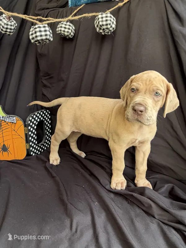 Elsa, a female Great Dane for sale in Hampstead, NC – 1 of 8
