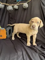 Elsa, a female Great Dane for sale in Hampstead, NC – 1 of 8