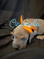 Cinderella, a female Great Dane for sale in Hampstead, NC – 5 of 10