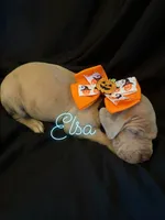 Elsa, a female Great Dane for sale in Hampstead, NC – 4 of 8