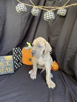 Moana, a female Great Dane for sale in Hampstead, NC – 3 of 9