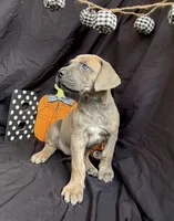 Cinderella, a female Great Dane for sale in Hampstead, NC – 3 of 10