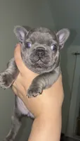 Ocean, a female French Bulldog for sale in Bronx, NY – 4 of 5