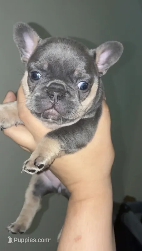 Roxy – French Bulldog puppy for sale in Bronx, NY