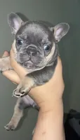 Roxy, a female French Bulldog for sale in Bronx, NY – 1 of 6