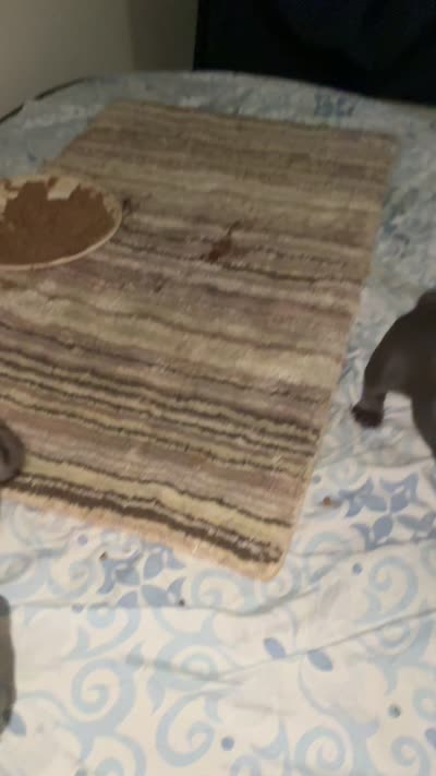 Ocean, a female French Bulldog for sale in Bronx, NY – 5 of 5